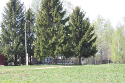 Памятник в деревне Гусарниково, на открытие памятника в 1970 году были посажены ели. Вот такие они выросли.