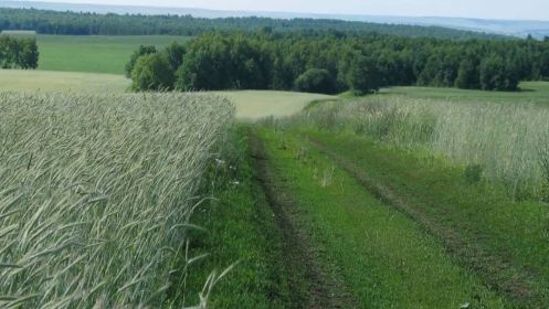 Поля Северного района Оренбургской области.