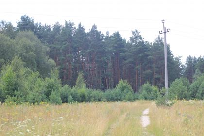 Госпитальное кладбище южнее с. Золино, Володарский р-н, Нижегородская обл.