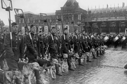 24.06.1945. г. Москва. Парад Победы. Советские сапёры с собаками минно-розыскной службы (МРС).